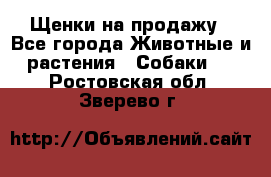 Щенки на продажу - Все города Животные и растения » Собаки   . Ростовская обл.,Зверево г.